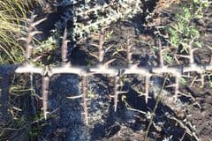 Rosewood (Dalbergia)
