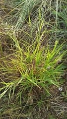Muhlenbergia serotina (Cleistogenes serotina)