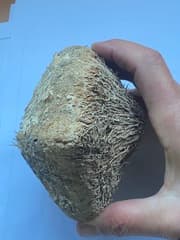 Fish Poison Tree (Barringtonia)