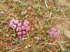 German Tamarisk (Myricaria germanica)