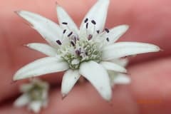 African carrot (Alepidea)