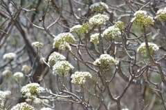 White snakeroot (Ageratina crassiramea)