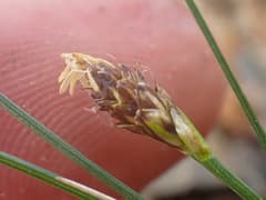Dwarf Sedge (Carex dioica)