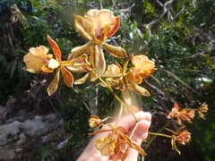 Epidendrum altissimum (Epidendrum altissimum)