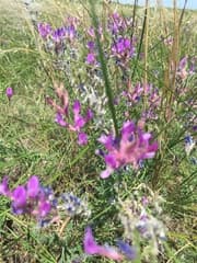 Variable milkvetch (Astragalus varius)