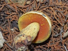 Lurid bolete (Boletus luridus)