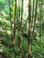 Bamboo (Chusquea)