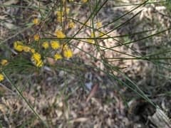 Rush-leaved wattle (Acacia juncifolia)