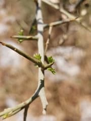 Spiny Broom (Calicotome)