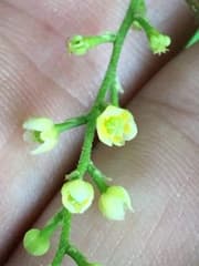 Moonseed (Cocculus)