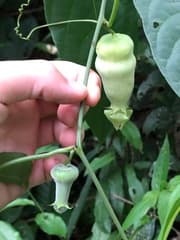 Wild Melon (Cayaponia)