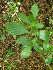 Pink Nerve Plant (Picardaea)