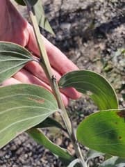 Grandifolia Wattle (Acacia grandifolia)