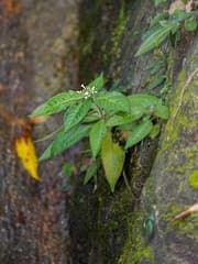 Snake root (Ophiorrhiza)