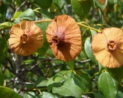 Jerusalem Thorn (Paliurus)