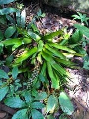 Aechmea (Aechmea angustifolia)