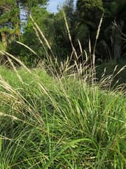 Spiny Burrgrass (Cenchrus caudatus)