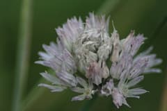 Ledebour's Onion (Allium ledebourianum)