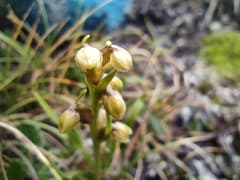 Alpine Dwarf Orchid (Chamorchis alpina)
