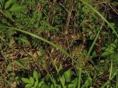 Purple Nutsedge (Cyperus rotundus)