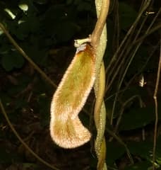 Velvet Bean (Mucuna pruriens)