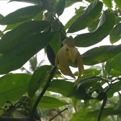 Climbing Ylang-Ylang (Artabotrys hexapetalus)