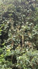 Actinidia setosa (Actinidia setosa)