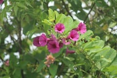 Wedgeleaf sweetwood (Argyreia cuneata)