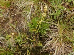 Scottish Asphodel (Tofieldia pusilla)