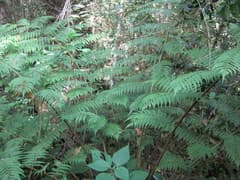 Cyathea polypodioides (Cyathea polypodioides)