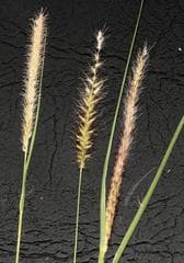 Buffel grass (Cenchrus ciliaris)