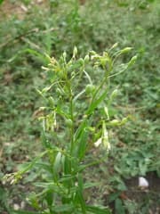 Gold-of-pleasure (Camelina sativa)