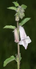 Wild Sesame (Ceratotheca)