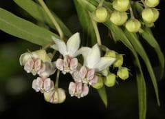 Asclepias physocarpa (Asclepias physocarpa)