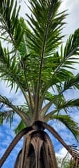 Fiji Sago Palm (Metroxylon vitiense)