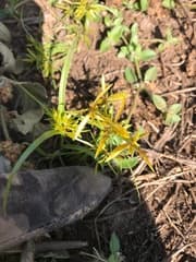 Graceful flatsedge (Cyperus amabilis)