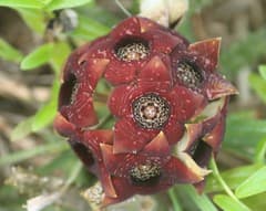 Parachute Plant (Ceropegia)