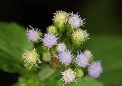 Flossflower (Ageratum)