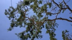 White-Bark Acacia (Vachellia leucophloea)