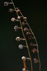 Shadow plant (Sciaphila)