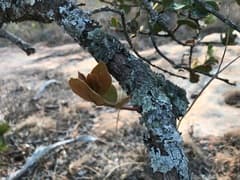 African Boxwood (Acokanthera schimperi)