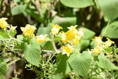 Golden Creeper (Thladiantha)