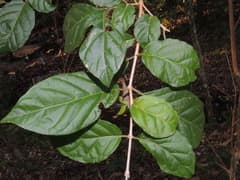 Abbevillea mirabilis (Abbevillea)