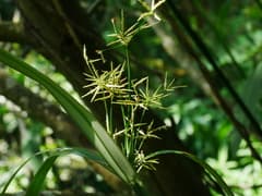 Malacca Flatsedge (Cyperus malaccensis)