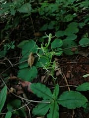 Fragrant Rein Orchid (Habenaria distans)