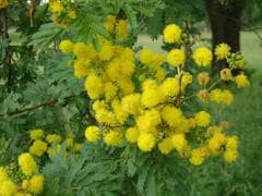 Acacia campbellii (Acacia campbellii)