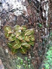 Jewel Orchid (Cryptochilus)