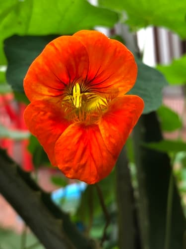 Nasturtium (Tropaeolum majus)