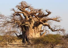 Baobab (Adansonia)