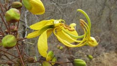 Shorthorn Senna (Cassia abbreviata)